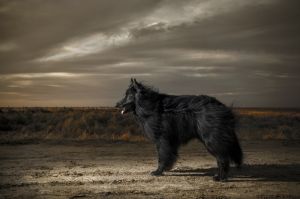 Belgian Shepherd in sunset light with dramatic sky.jpg